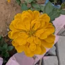 dhangde